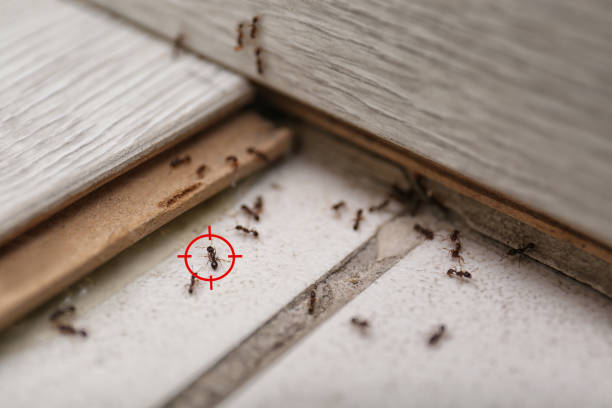 Alvin, TX Pest Control Company