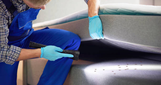 Best Termite Control Services  in Alvin, TX