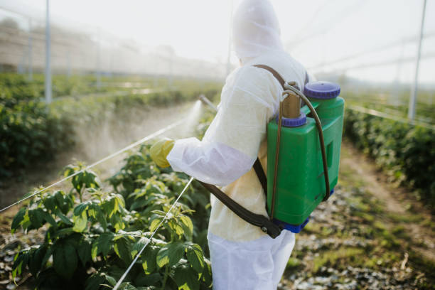 Best Affordable Pest Control Services  in Alvin, TX